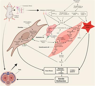 Molecular pathogenesis and treatment of cavernous nerve injury-induced erectile dysfunction: A narrative review